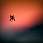 Arachnofóbia