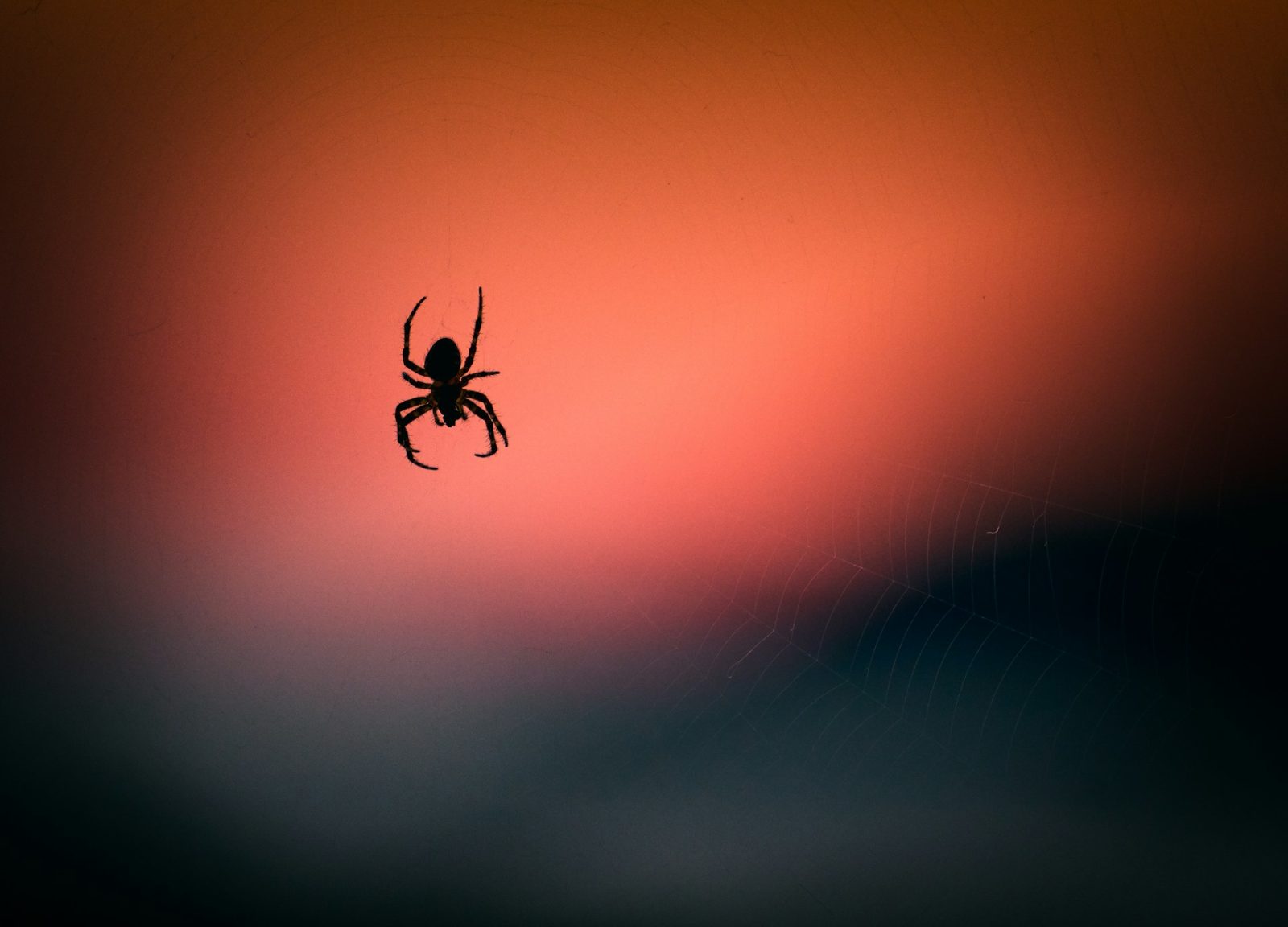 Arachnofóbia