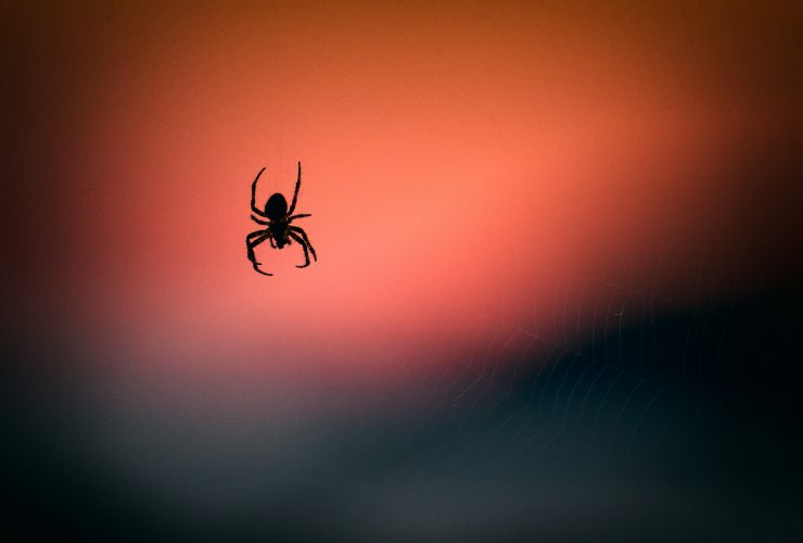 Arachnofóbia