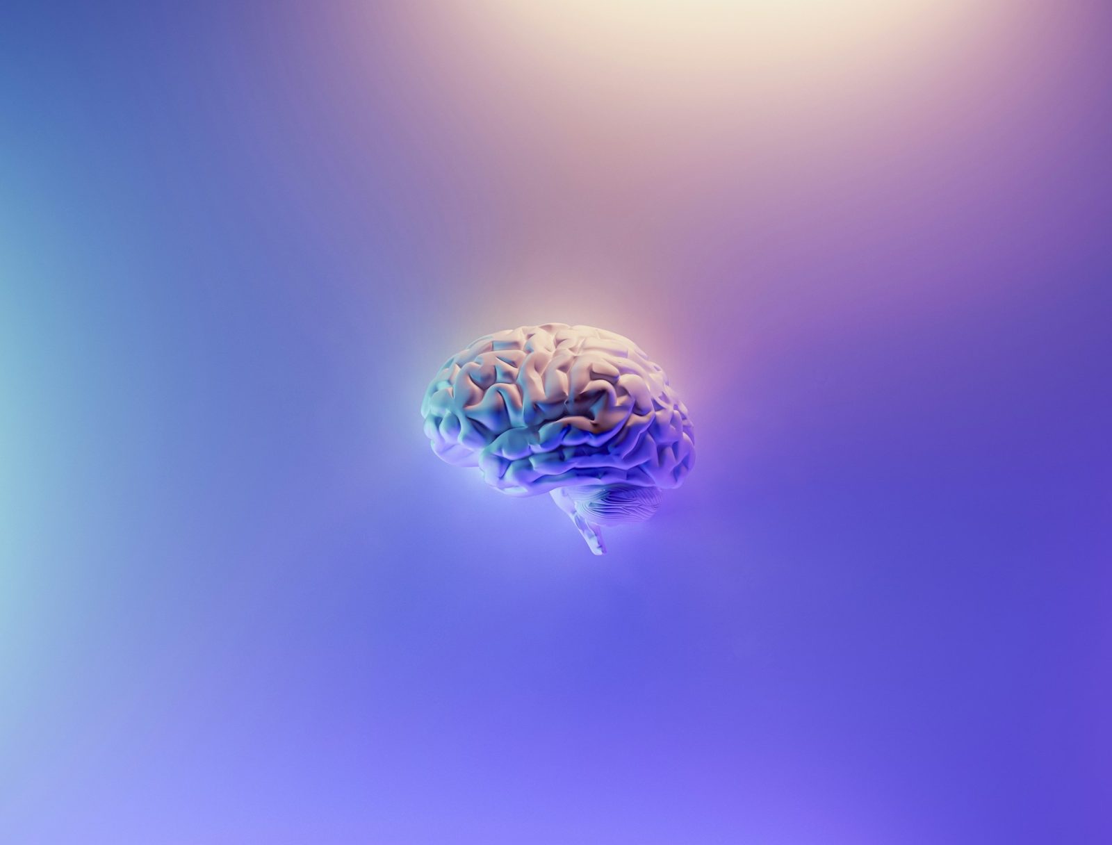 Hippocampus